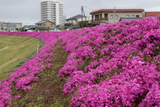 五十嵐川の土手に満開の芝桜